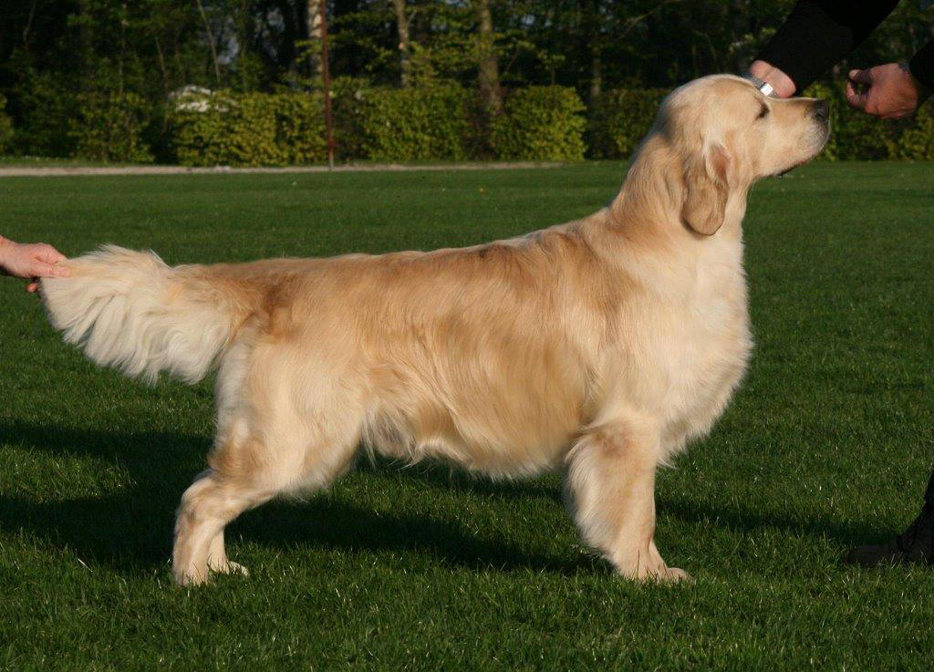Hugo